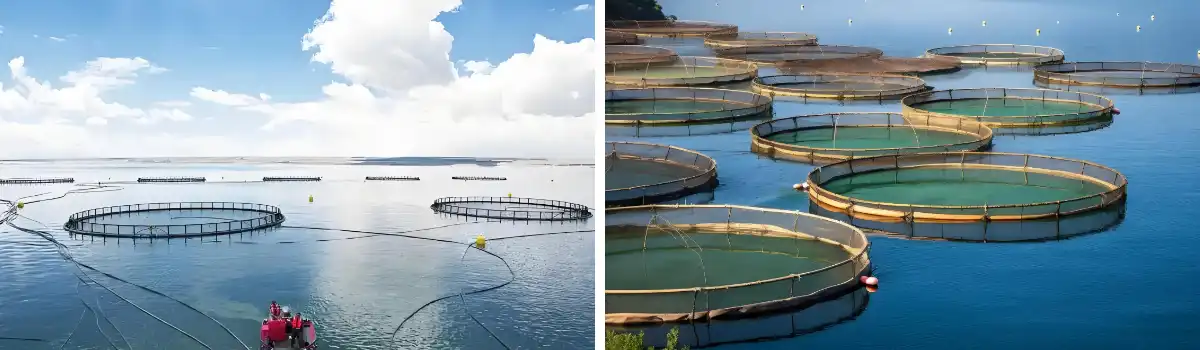 Aplikasyon ng Aquaculture Aplikasyon ng Aquaculture