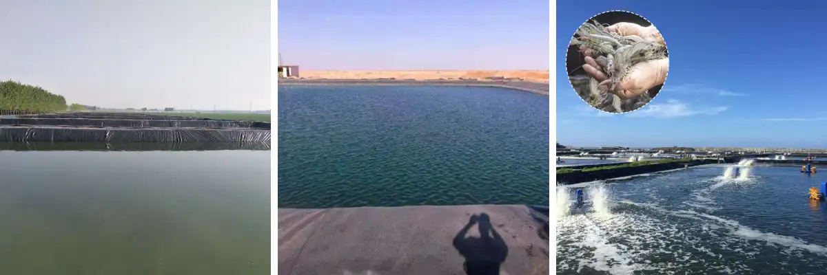 Geomembranes para sa Pagsasaka ng Isda sa UAE Geomembranes para sa Pagsasaka ng Isda sa UAE